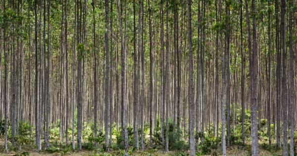 Governo de Mato Grosso apoia expedição que vai mapear florestas plantadas no Brasil