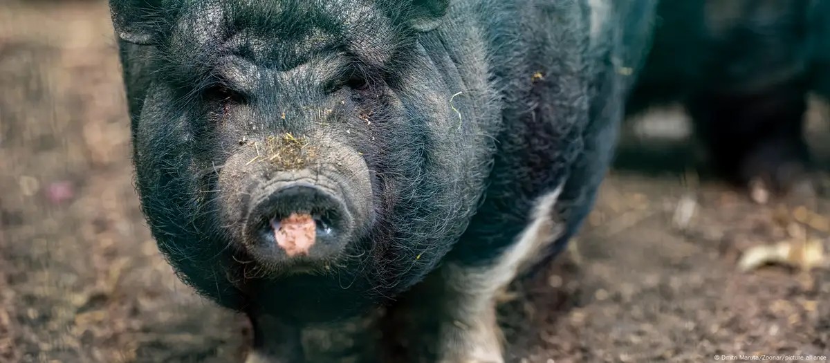 Javaporcos com carne azul neon revelam perigo oculto na Califórnia