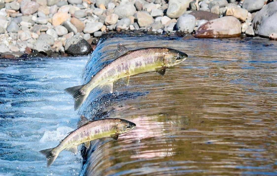 Regras que todo pescador precisa ficar atento com o fim da piracema