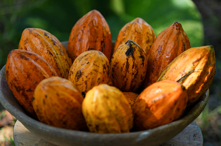 Importadores de cacau têm prazo menor para benefício fiscal após MP