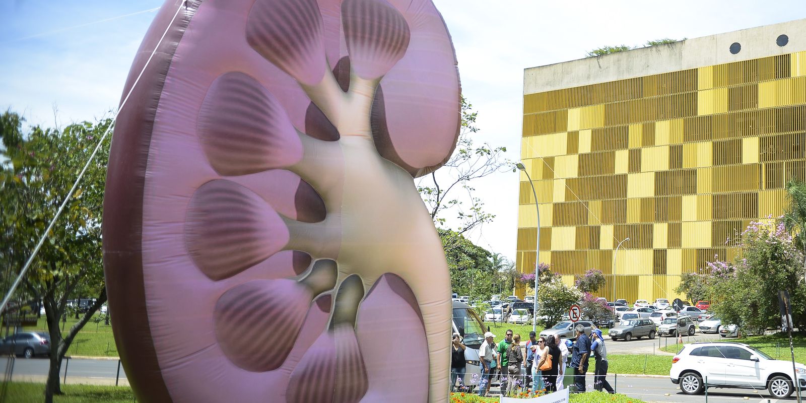 Dia Mundial do Rim: doenças renais são silenciosas e exigem atenção