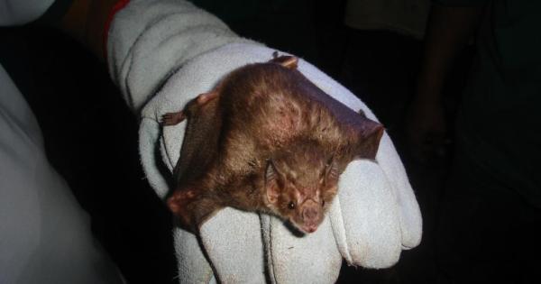 Indea atua na contenção de raiva bovina em Campo Verde e Alta Floresta