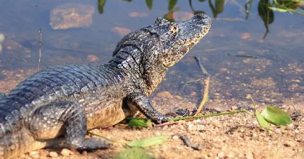 Comissão da AL avança em projetos para proteção do Pantanal, da fauna e dos recursos hídricos