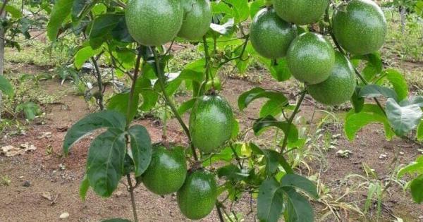 Pesquisa da Unemat em Tangará da Serra desenvolve maracujá adaptado ao clima de Mato Grosso