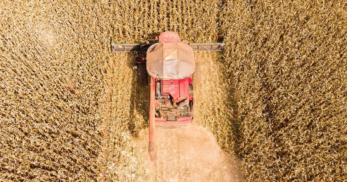 Mato Grosso lidera produção de grãos no Brasil e concentra 59,7% do gergelim nacional