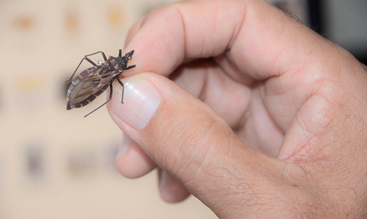 Barbeiros avançam em área urbana e acendem alerta em Goiás
